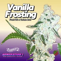 Top 10 Best Strains In The World 2026