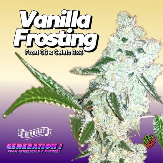 Top 10 Best Strains In The World 2026