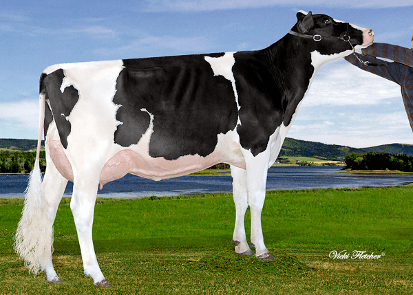 Top 10 Most Expensive Animals In The World 2026: Why They Cost a Fortune