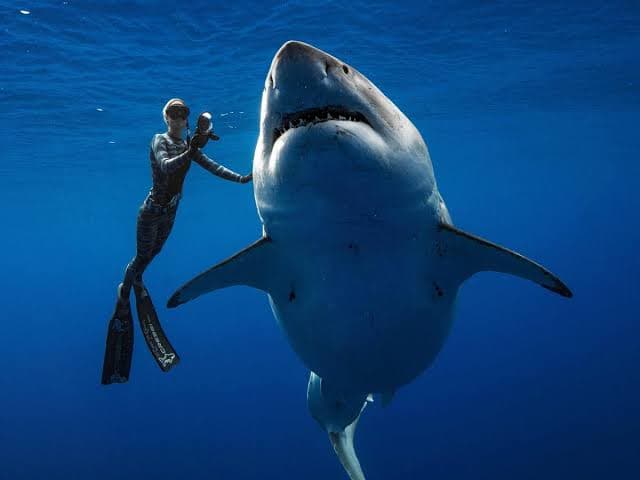 Top 5 Biggest Fish Species In The World 2026: Unveiling Ocean Giants