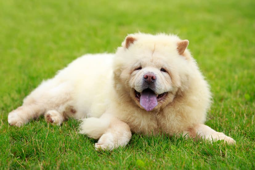 Top 10 Most Expensive Dog Breeds In The World 2026: The Priciest Companions Revealed