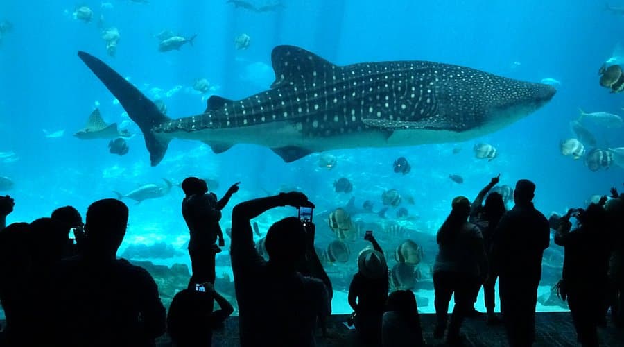 Top 10 Largest Aquariums In The World 2026: See the Underwater Wonders