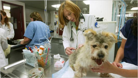Top 10 Best Animal Hospitals In America 2025