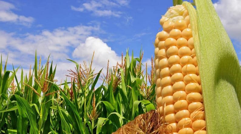 Largest Producers Of Maize In The World 2026: Corn Production By Country,