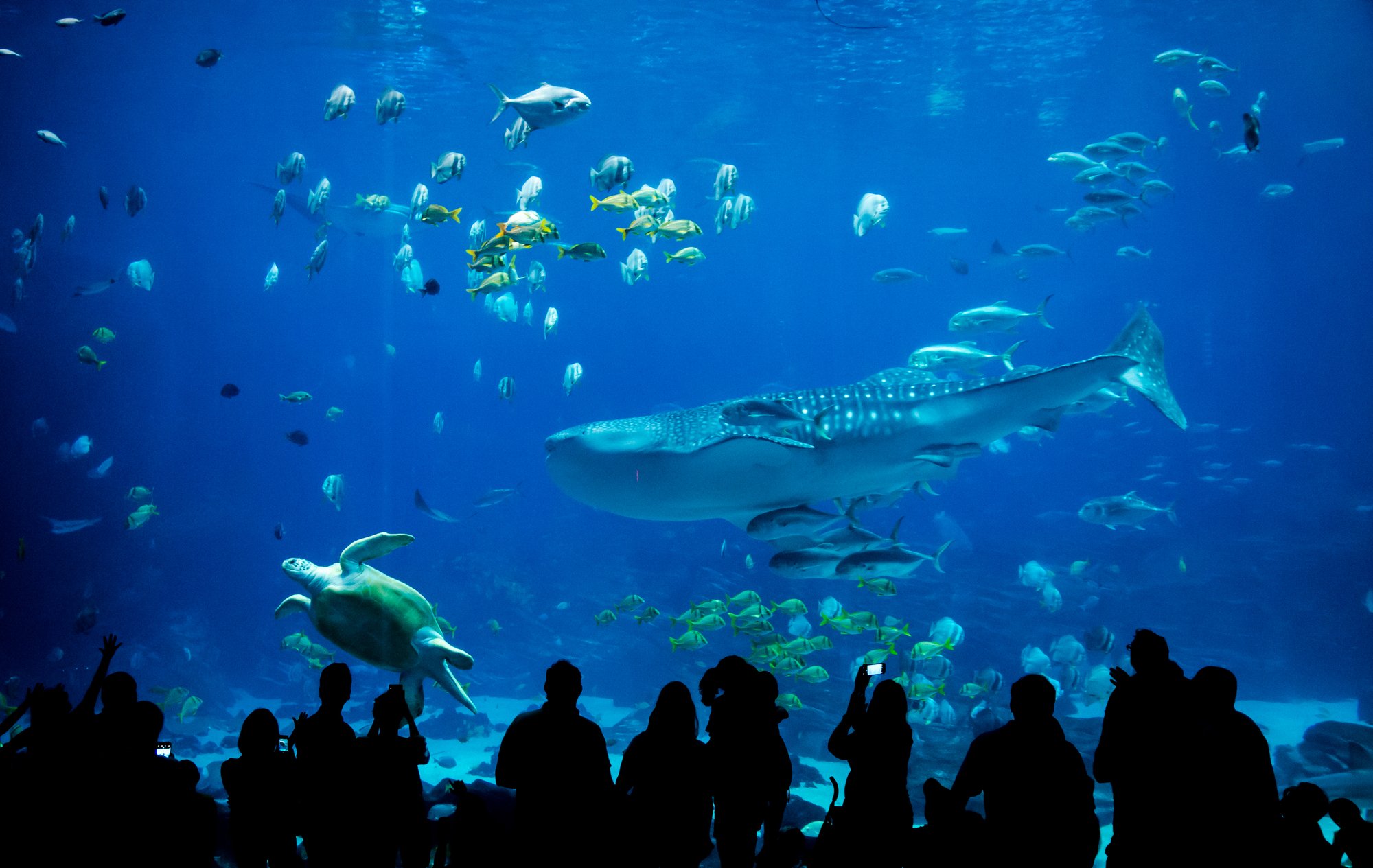 The Best And Largest Aquariums In The World