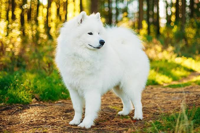 top-10-most-expensive-dog-breeds-in-the-world-2022-ak-47