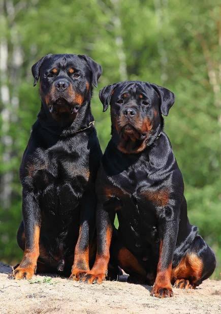 Top 10 Most Expensive Dog Breeds In The World 2023